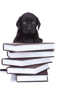Cute photo of Hospitality Hound